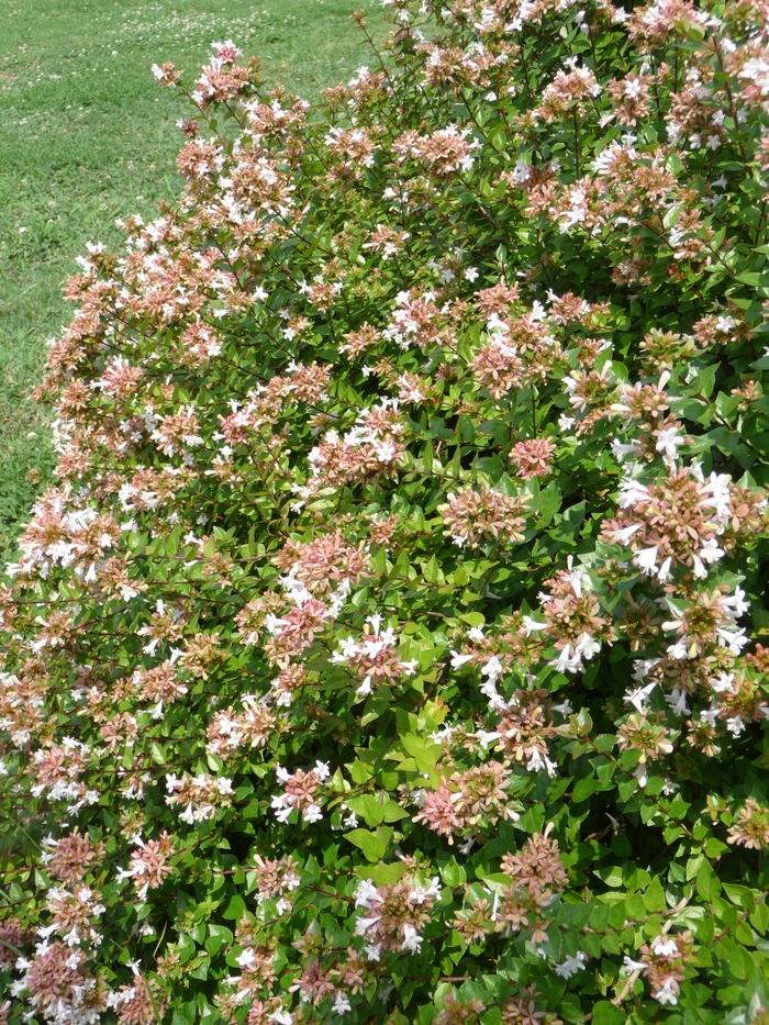 Abelia x chinensis 'Rose Creek'