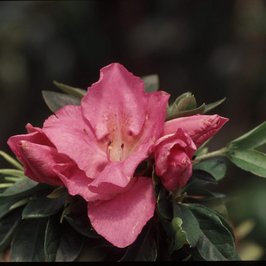 Rhododendron hybrid 'Amagasa'