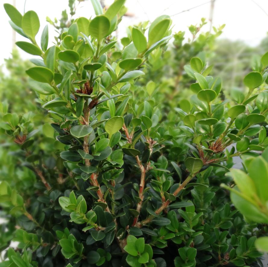 Buxus microphylla 'Little Missy'