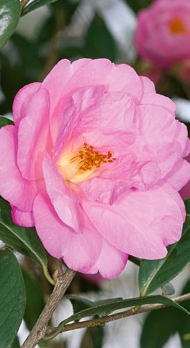 Camellia sasanqua 'Stephanie Golden'