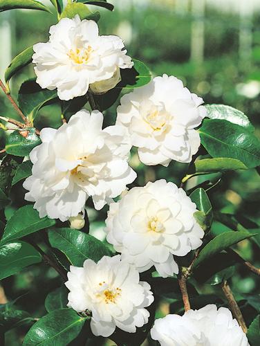 Camellia sasanqua 'Mine-No-Yuki'