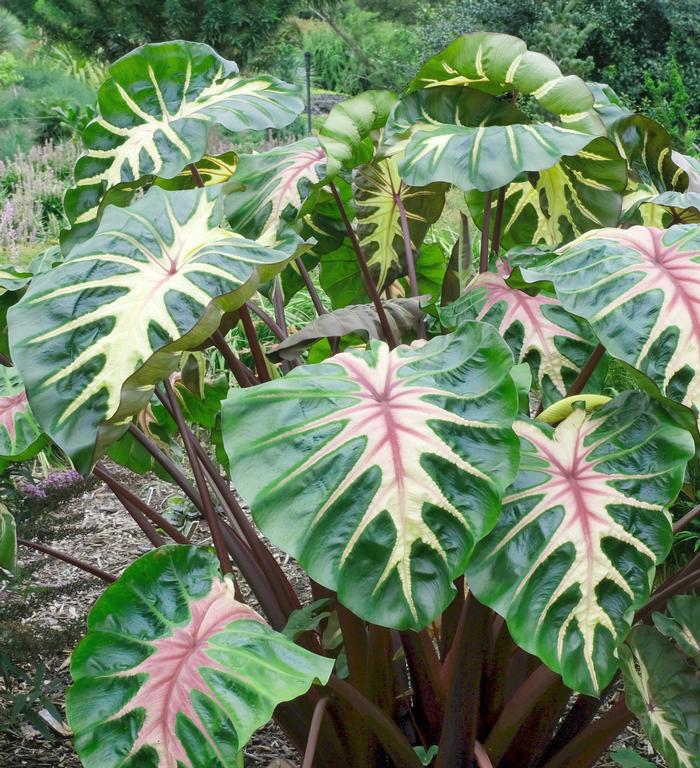 Colocasia esculenta Royal Hawaiian® 'Waikiki'