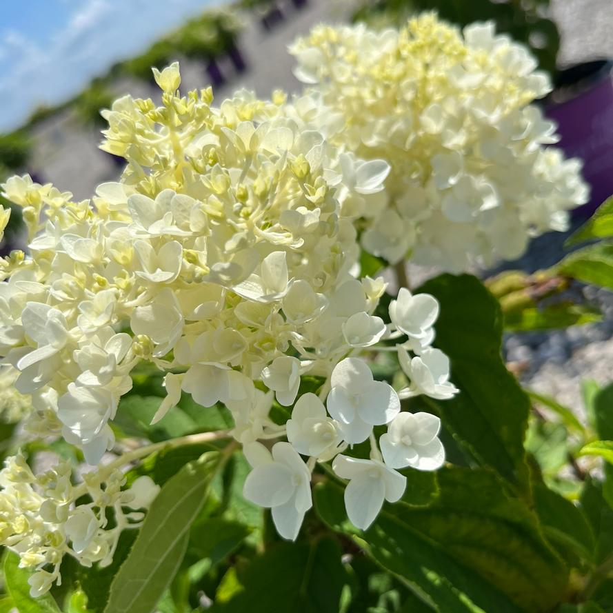 Hydrangea paniculata 'Little Hottie&reg;'