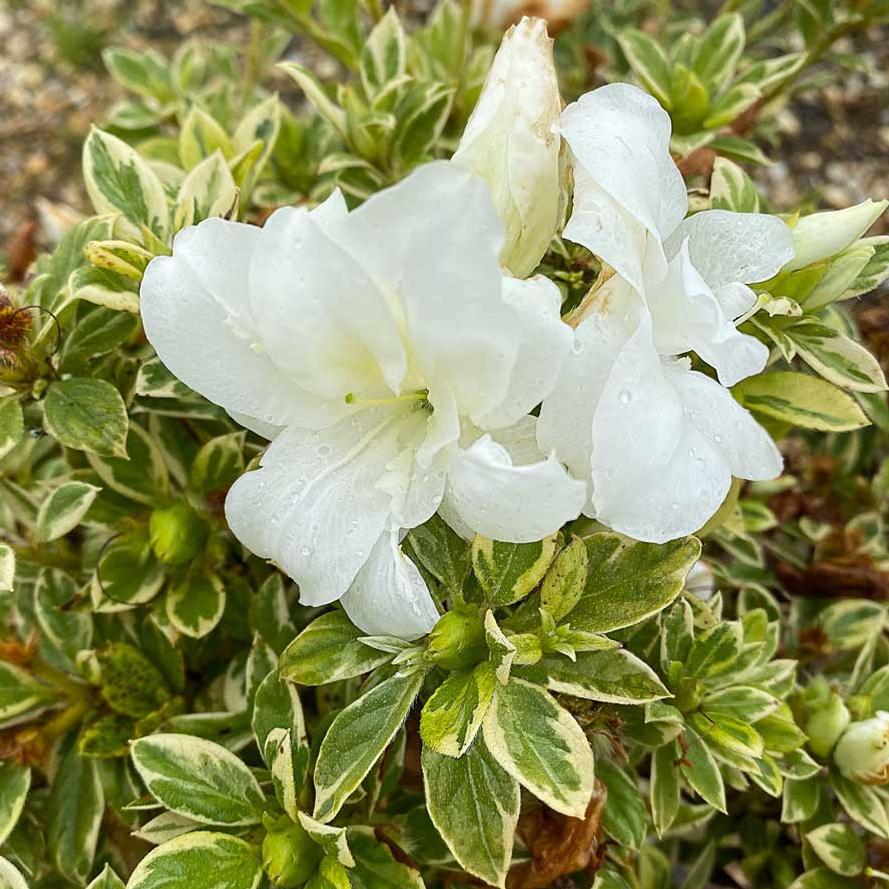 Rhododendron hybrid Encore® 'Autumn Moonstruck™'