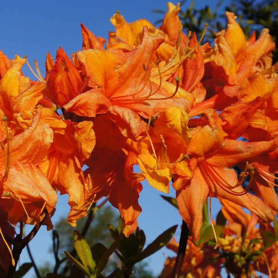 Rhododendron hybrid Sunbow® 'Solar Ray™'