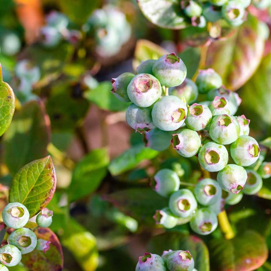 Vaccinium corymbosum DownHome Harvest® 'Hello Darlin'®'