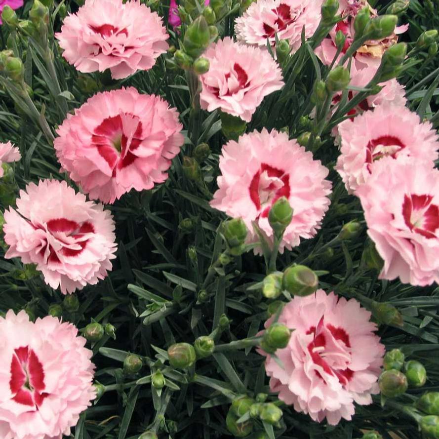Dianthus hybrid Scent First® 'Raspberry Surprise'
