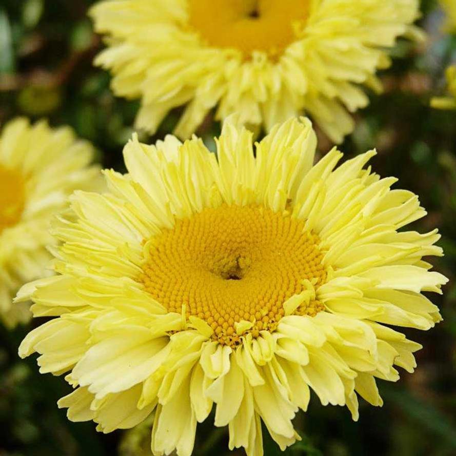 Leucanthemum superbum REALFLOR® 'Real Goldcup'