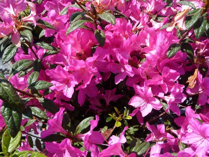 Rhododendron hybrid Encore® 'Autumn Amethyst®'