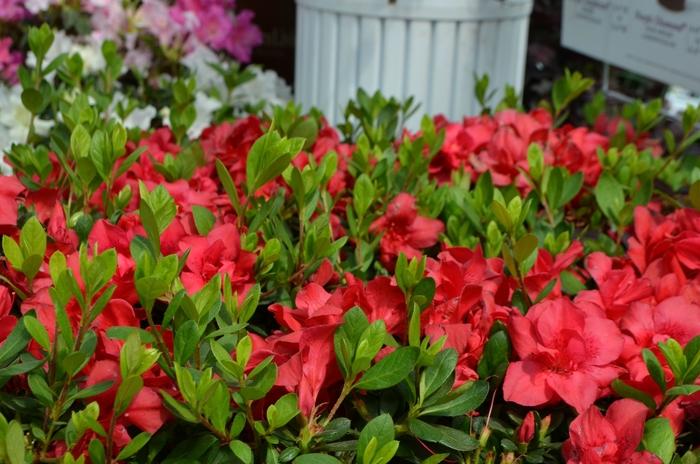 Rhododendron hybrid Encore® 'Autumn Bonfire®'