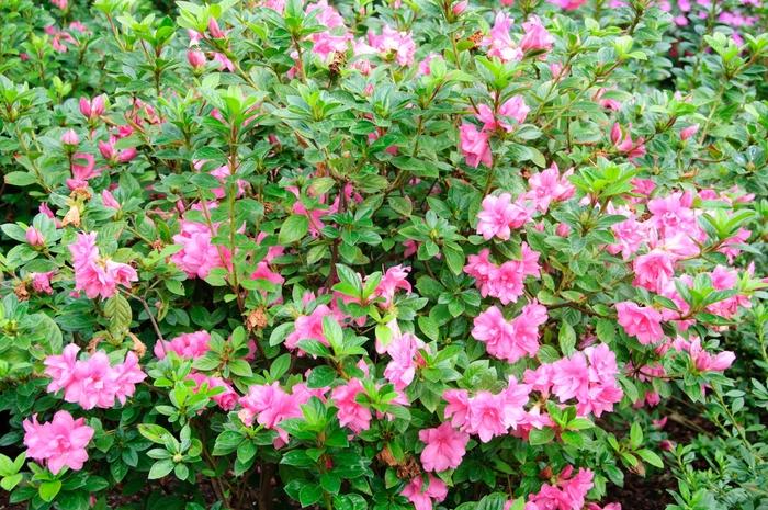 Rhododendron hybrid Encore® 'Autumn Carnation®'