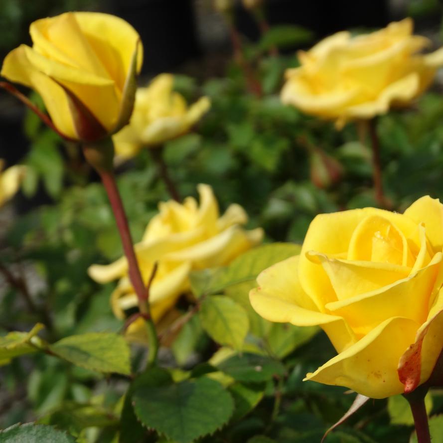 Rosa x Bloomables® 'Gilded Sun™'