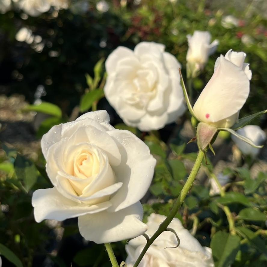 Rosa x 'Iceberg®'