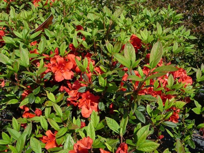 Rhododendron hybrid Encore® 'Autumn Embers®'