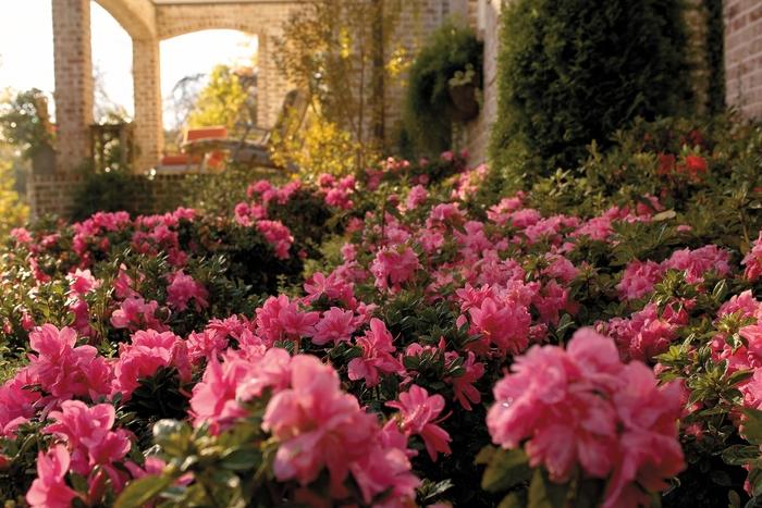 Rhododendron hybrid Encore® 'Autumn Empress™'