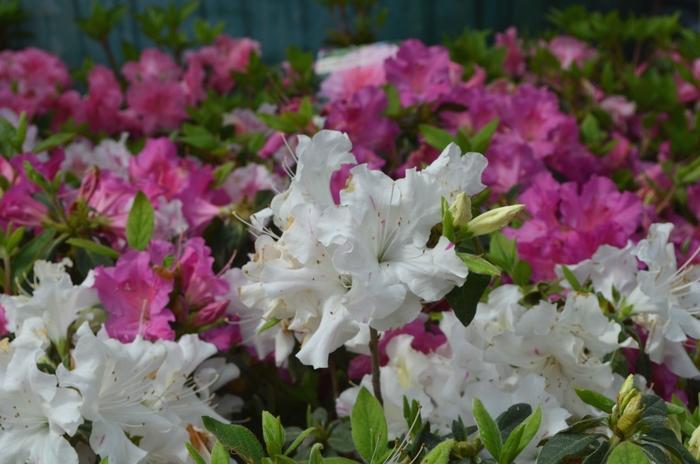 Rhododendron hybrid Encore® 'Autumn Lily®'