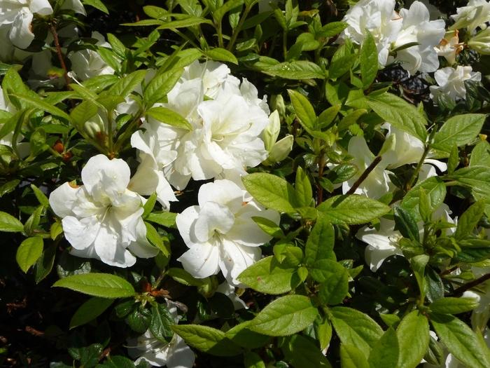 Rhododendron hybrid Encore® 'Autumn Moonlight®'