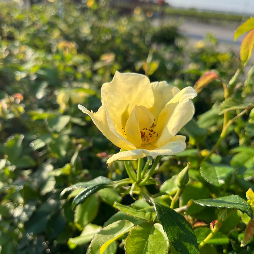 Rosa x Knock Out® 'Easy Bee-zy™'