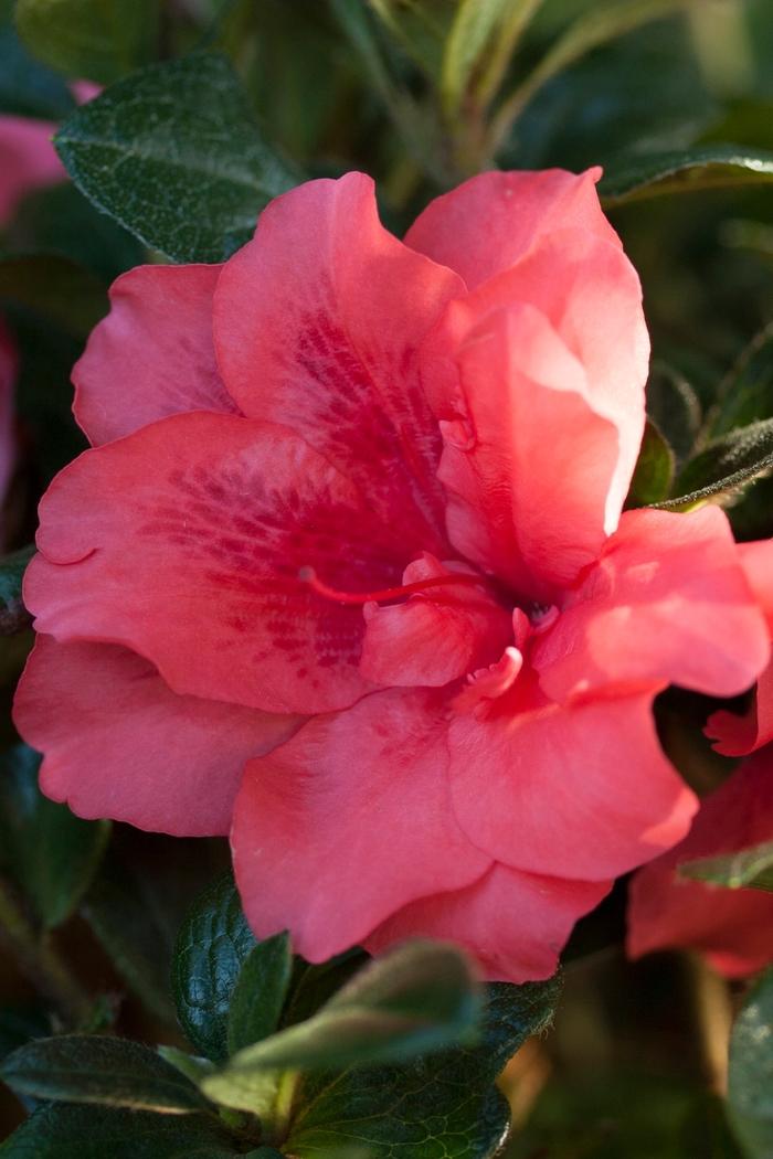 Rhododendron hybrid Encore® 'Autumn Princess®'