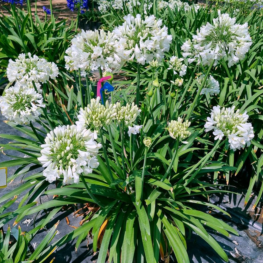Agapanthus hybrid 'Bounty White™'