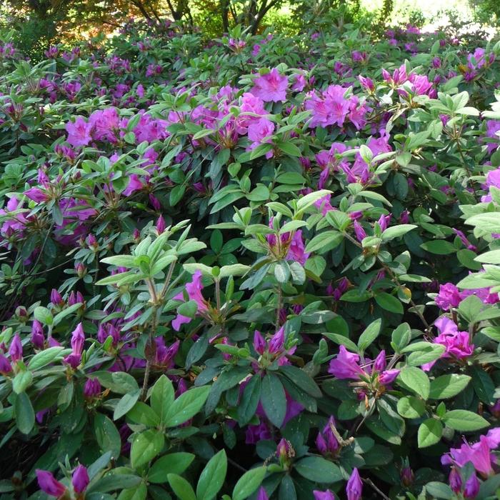 Rhododendron hybrid Encore® 'Autumn Royalty®'