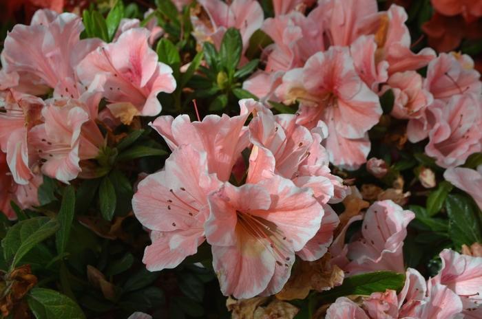 Rhododendron hybrid Encore® 'Autumn Sunburst®'