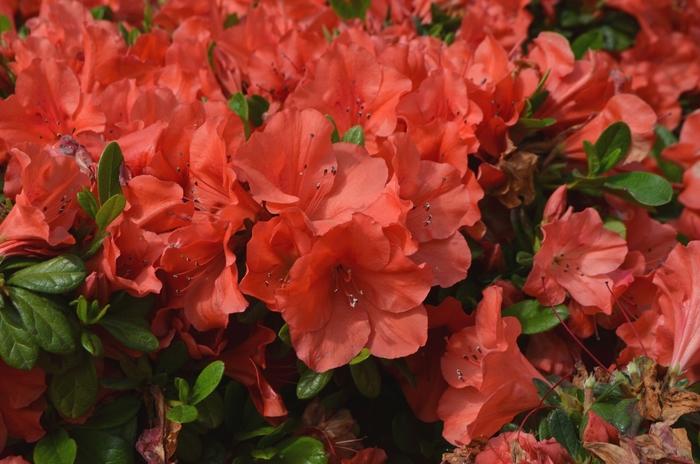 Rhododendron hybrid Encore® 'Autumn Sunset®'