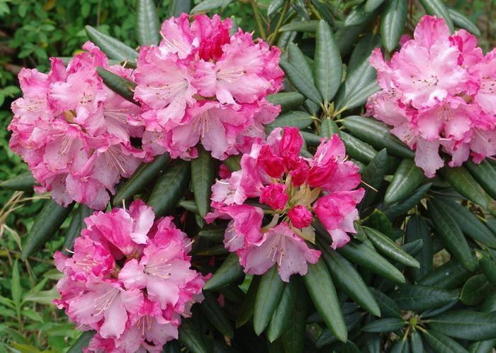 Rhododendron hybrid Southgate® 'Brandi™'