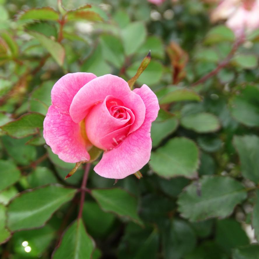 Rosa x Drift&reg 'Blushing'