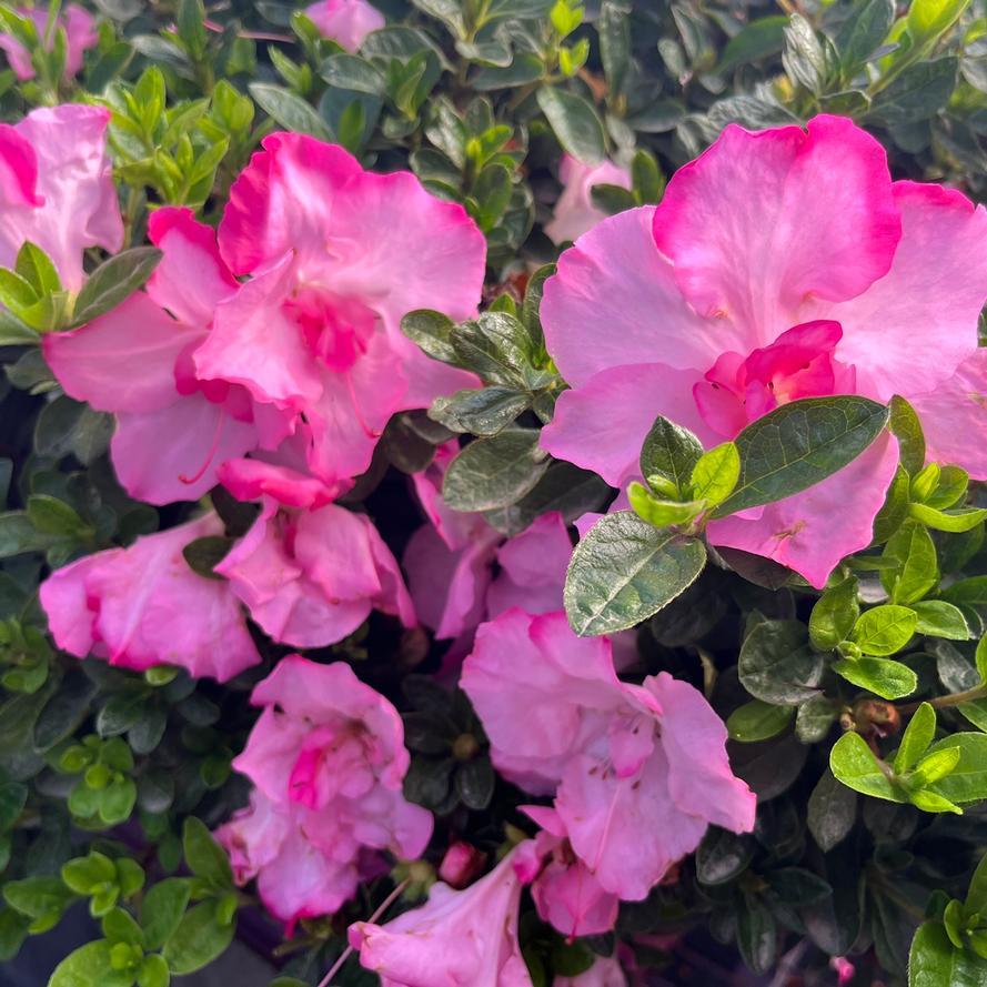 Rhododendron hybrid Encore® 'Autumn Kiss®'
