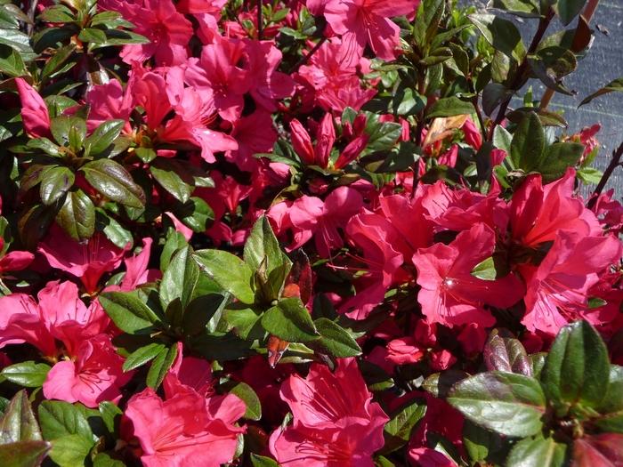 Rhododendron Carla hybrid 'Sunglow'