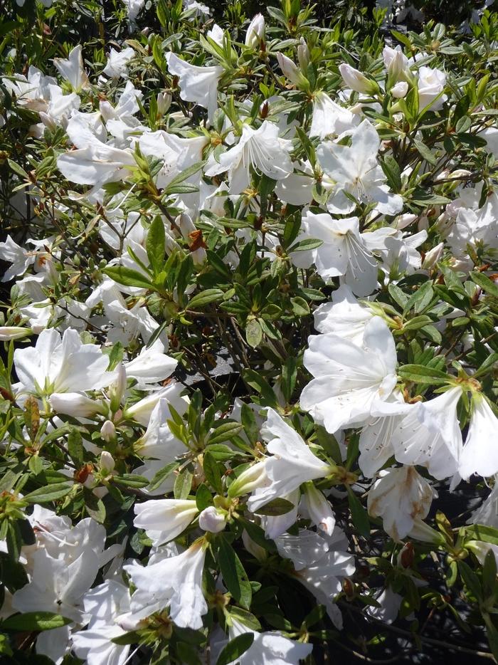 Rhododendron indica 'Mrs. G.G. Gerbing'