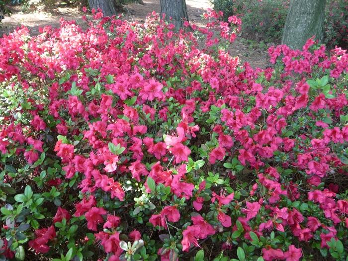 Rhododendron kaempferi 'Johanna'