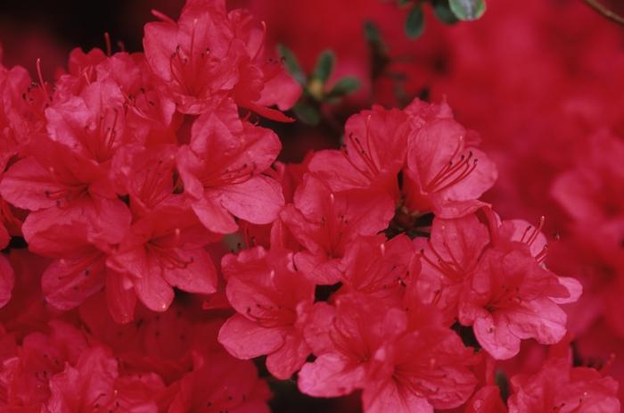 Rhododendron Kurume Hybrid 'Hino-Crimson'