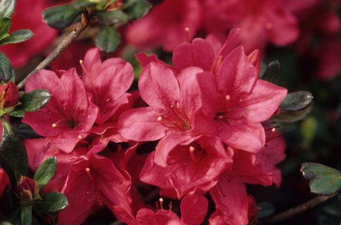 Rhododendron hybrid 'Hinodegiri'