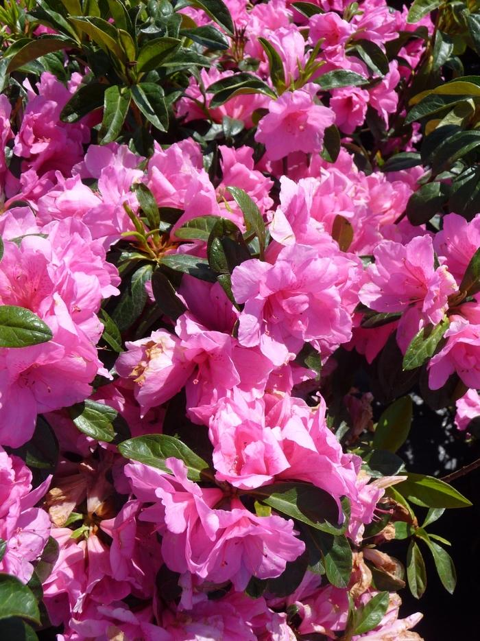 Rhododendron hybrid 'Pink Ruffle'