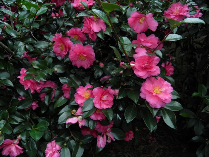 Camellia 'Shishi-Gashira'