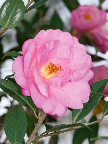 Camellia 'Taylor's Perfection'
