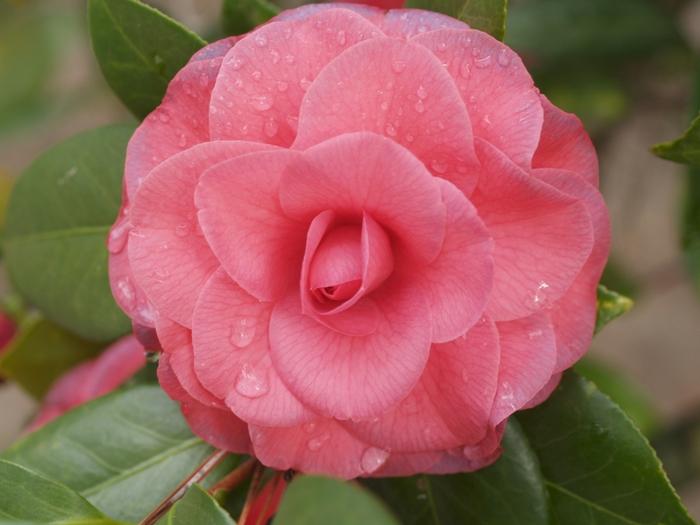 Camellia japonica 'Mathotiana Rubra'