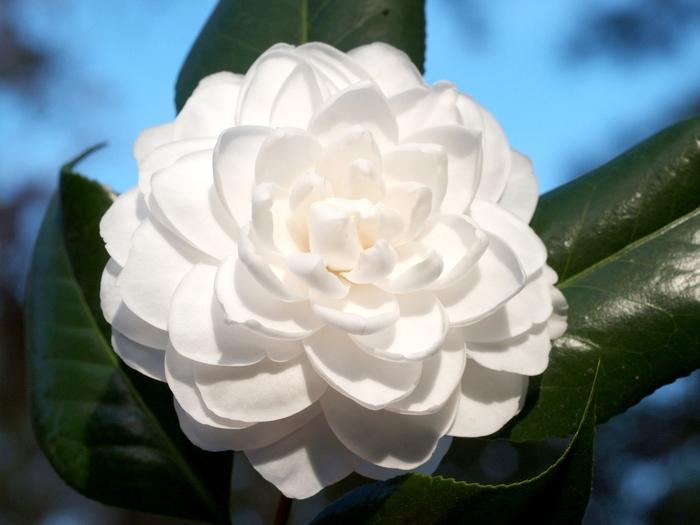 Camellia japonica 'Seafoam'