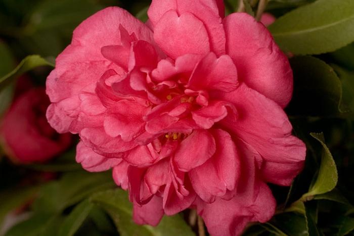Camellia sasanqua 'Alabama Beauty'