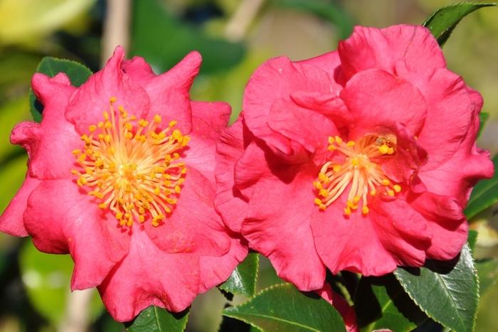 Camellia sasanqua 'Bella Rouge'