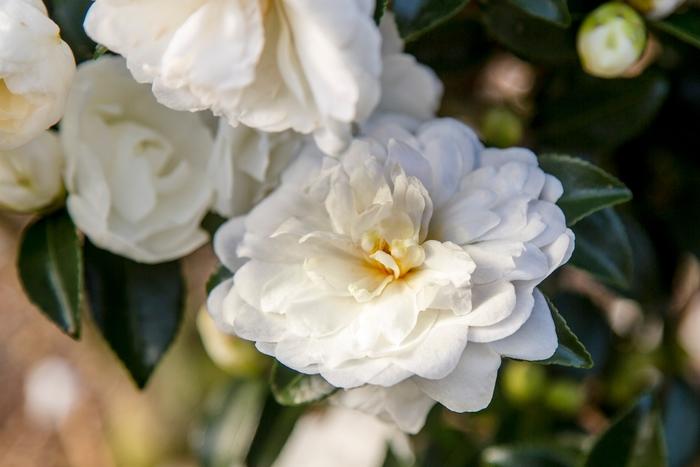 Camellia sasanqua October Magic® 'Bride'