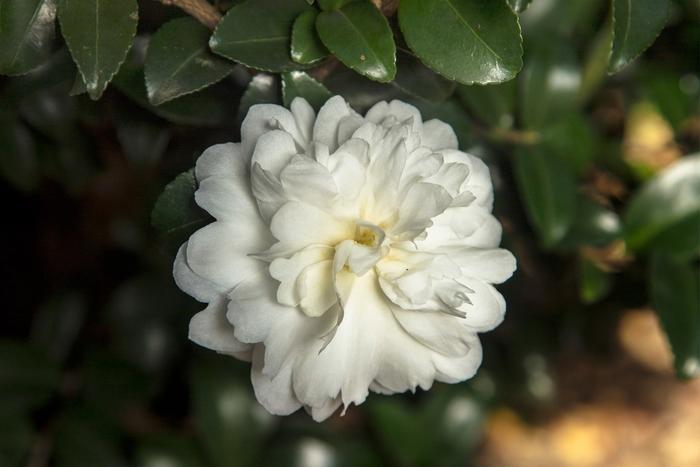 Camellia sasanqua October Magic® 'Ivory'