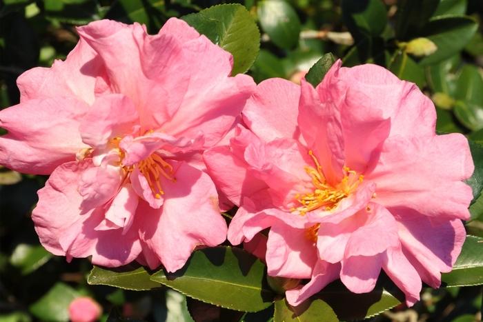 Camellia sasanqua 'Jessica's Ruffles'