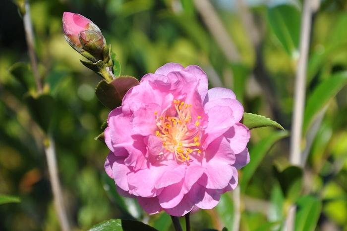 Camellia sasanqua 'Pink Stella'