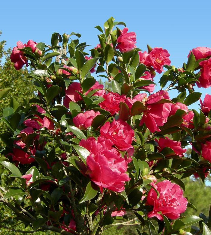 Camellia sasanqua October Magic® 'Rose'