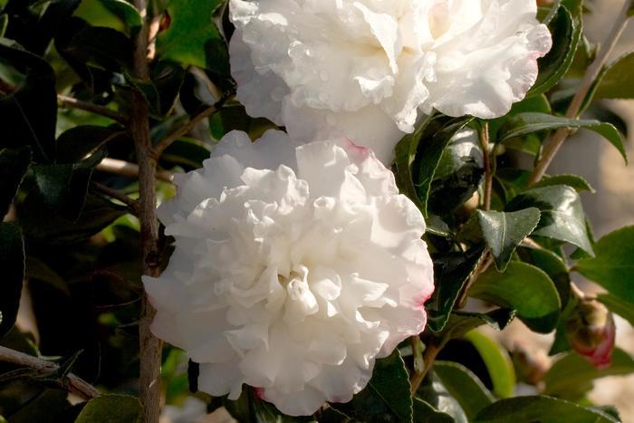 Camellia sasanqua October Magic® 'Snow'