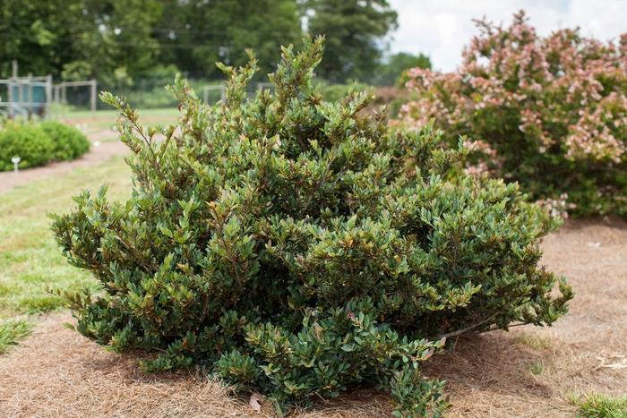 Distylium hybrid 'Coppertone™'