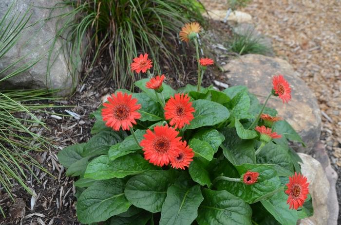 Gerbera 'Scarlet'